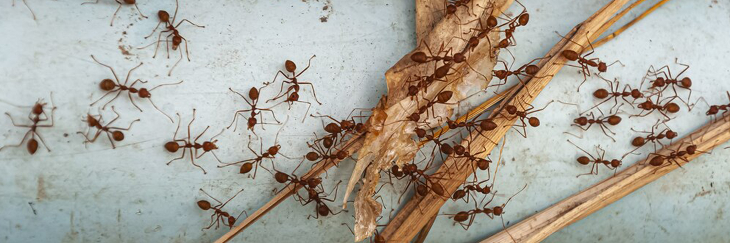 Ant-Control-Services