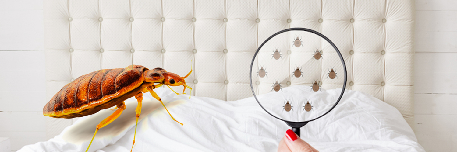 Bed-Bug-Control-Services