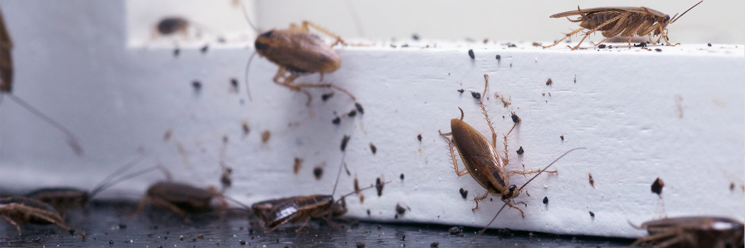 Cockroach-Control-Services