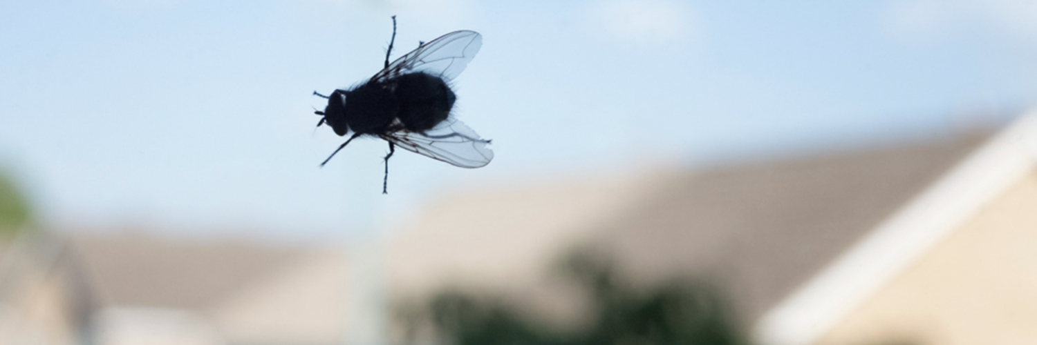 Housefly-Control-Services